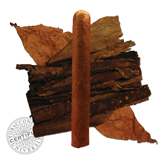 Cigar Anatomy